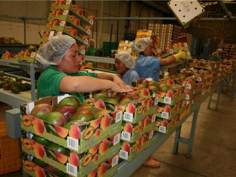 Productores de mango preven pérdidas millonarias tras detección de exportaciones a EE. UU.